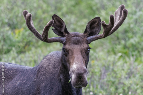 Shiras Moose in Colorado. Shiras are the smallest species of Moose in North America © Gary