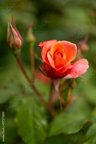 Rose au Jardins de Valloires