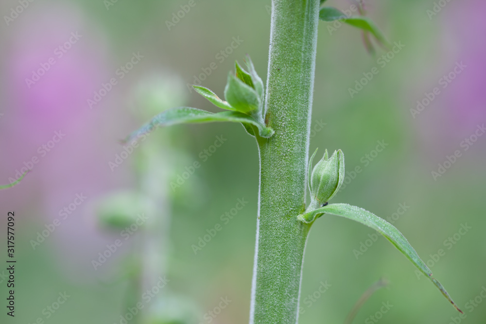 Blütenstamm des roten Fingerhutes, Digitalis Blütenstamm des roten Fingerhutes, Digitalis