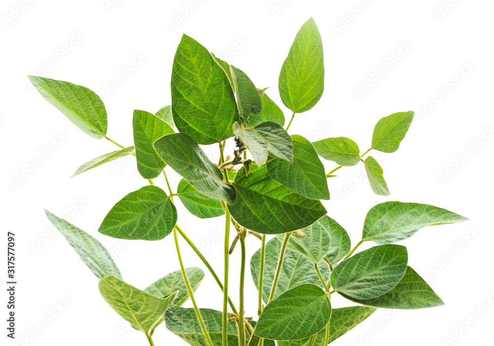 Green soybean stems. - obrazy, fototapety, plakaty 
