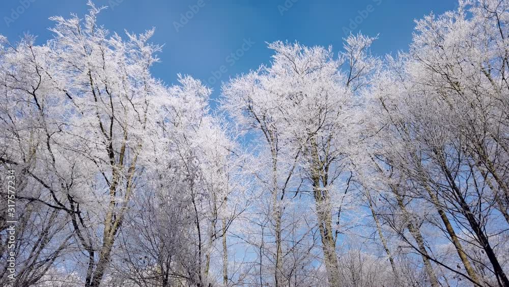 Winterwald mit Raureif an den Zweigen, mit Kameraschiene Winterwald mit Raureif an den Zweigen, mit Kameraschiene
