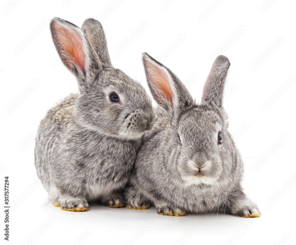 Obraz premium Two small rabbits.