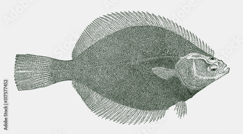 Fotografiet Arctic flounder liopsetta glacialis, flatfish from the Polar waters of the north