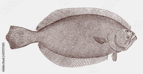 Photo Summer flounder paralichthys dentatus, flatfish from the Northwest Atlantic in t
