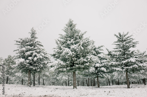 pine trees after heavy snowfall in Jaen