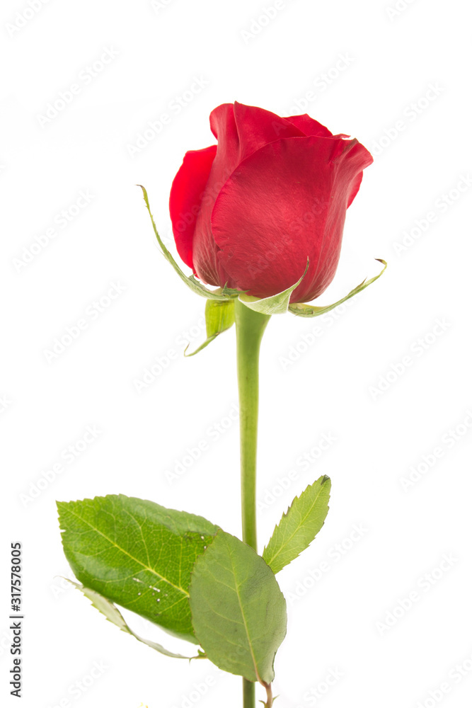 Single beautiful red rose isolated on white background. Valentine's Day background. Selecitve focus. Single beautiful red rose isolated on white background. Valentine's Day background. Selecitve focus.