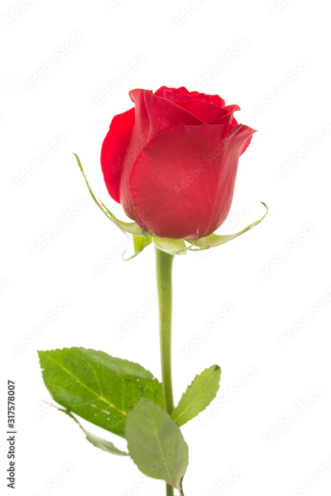 Obraz premium Single beautiful red rose isolated on white background. Valentine's Day background. Selecitve focus.