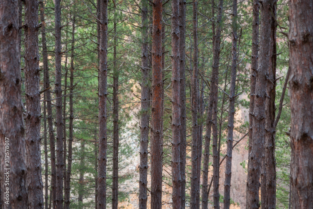Fototapeta premium Selective focus on orange, pealed tree trunk in a pine tree forest and soft golden light on a blurred background