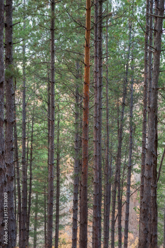 Selective focus on orange  pealed tree trunk in a pine tree forest and soft golden light on a blurred background