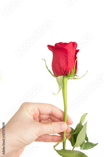 Single beautiful red rose isolated on white background. Valentine's Day background. Selecitve focus. photo