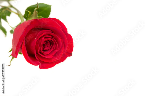 Single beautiful red rose isolated on white background. Valentine s Day background. Selecitve focus.
