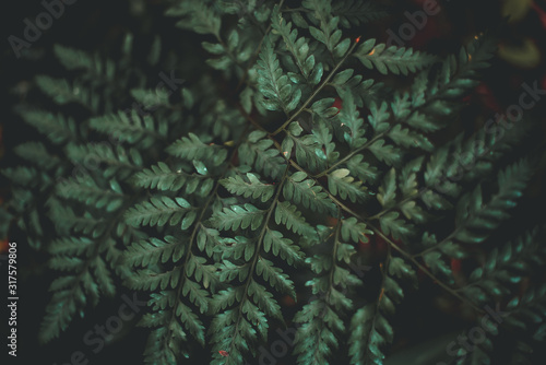 Folk Green Leaf Tropical Foliage Plant Nature Leaves on dark background