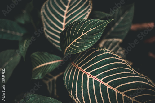 Folk Green Leaf Tropical Foliage Plant Nature Leaves on dark background