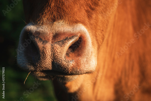 Cow snout close-up in sunlight. The nose of a reddish cow