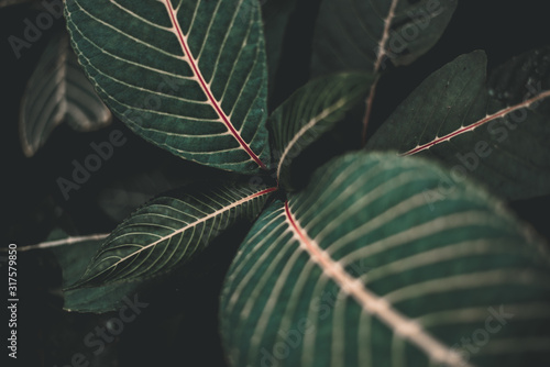 Folk Green Leaf Tropical Foliage Plant Nature Leaves on dark background