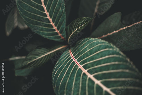 Folk Green Leaf Tropical Foliage Plant Nature Leaves on dark background
