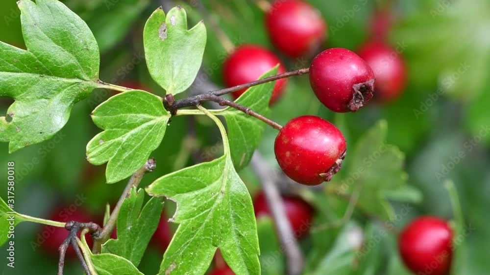 Common hawthorn / single-seeded hawthorn (Crataegus monogyna) red berries / pomes and leaves Common hawthorn / single-seeded hawthorn (Crataegus monogyna) red berries / pomes and leaves