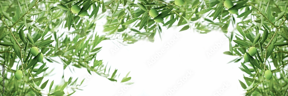 Healthy organic olive, green olive on branch of olive tree - obrazy, fototapety, plakaty 
