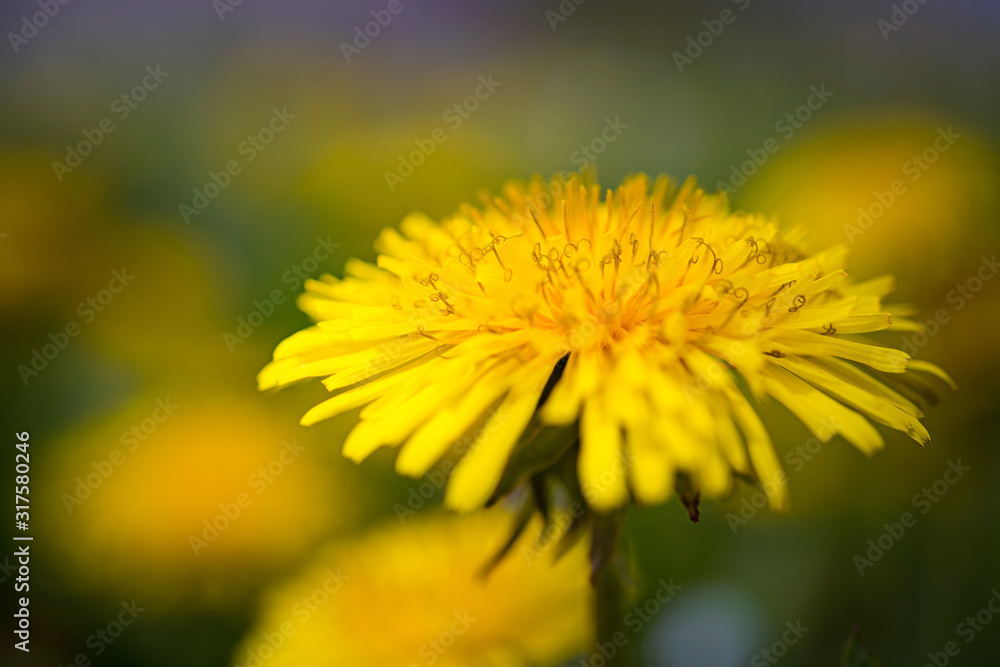Close up of blooming yellow dandelion flower (Taraxacum officinale) in springtime. Close up of blooming yellow dandelion flower (Taraxacum officinale) in springtime.