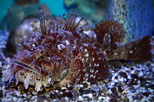 A stonefish (Synanceia verrucosa) in marine aquarium photo