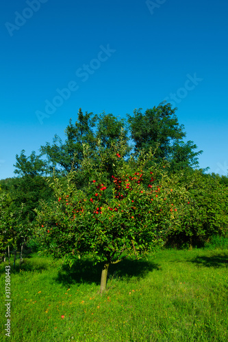 single apple tree at garden  blue sky