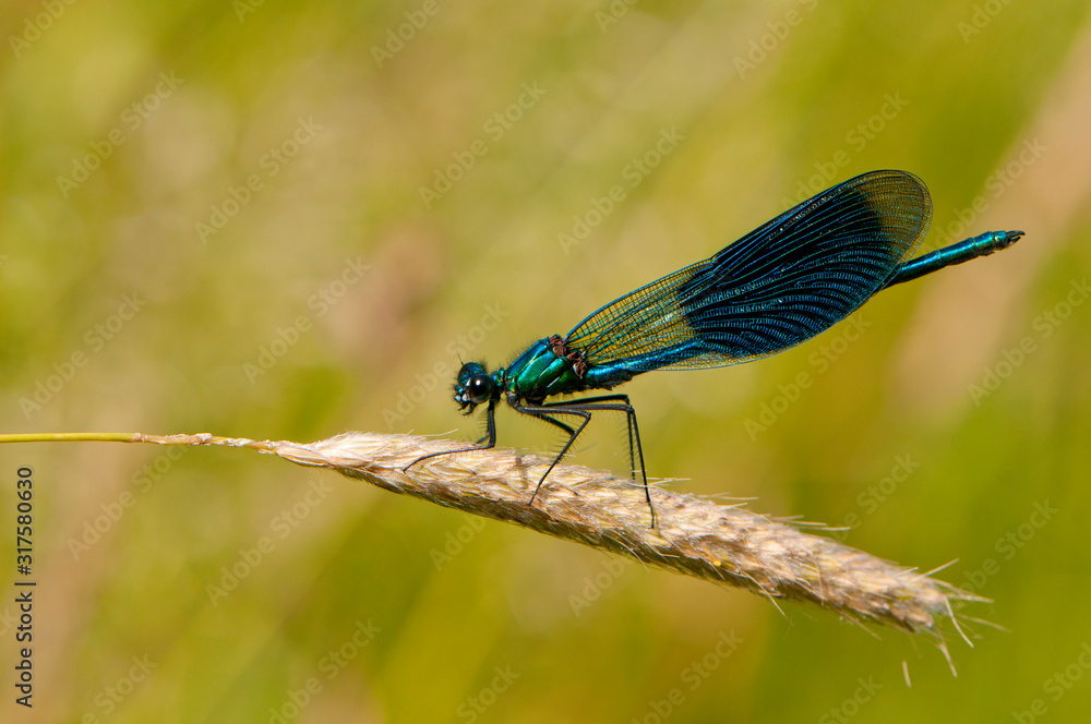 Demoiselle Calopteryx vierge (Calopteryx virgo) - mâle Demoiselle Calopteryx vierge (Calopteryx virgo) - mâle