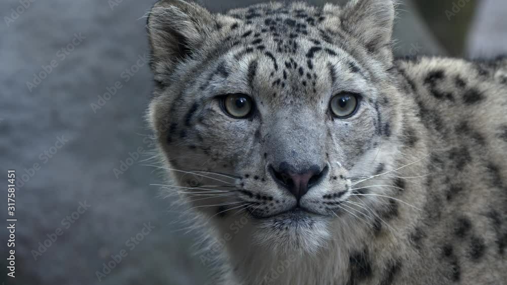 Snow leopard (Panthera uncia) portrait leaving