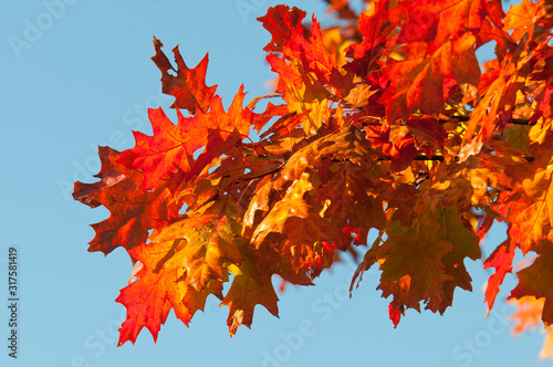 feuilles de ch  ne aux couleurs de l automne