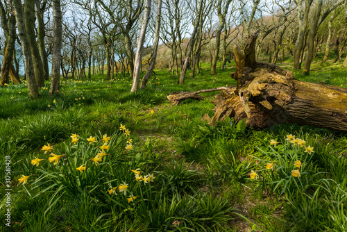 Le Bois de Rompval, propriété du Conservatoire du Littoral, classé, connu pour ses arbres tortueux.