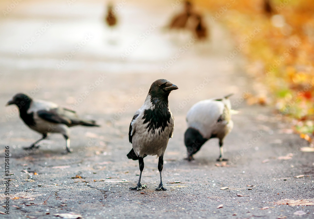 Fototapeta premium bird black crow busily strides along the path in the autumn solar Park