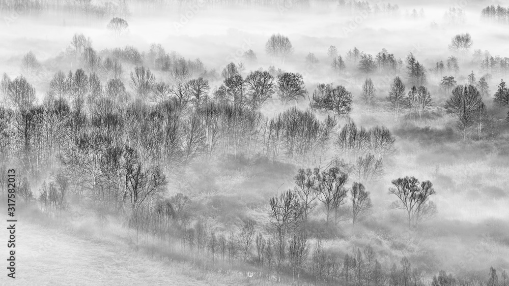 The misty forest at sunrise, black and white landscape