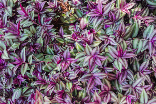 Inchplant (Tradescantia zebrina). Beautiful natiral green and purple background