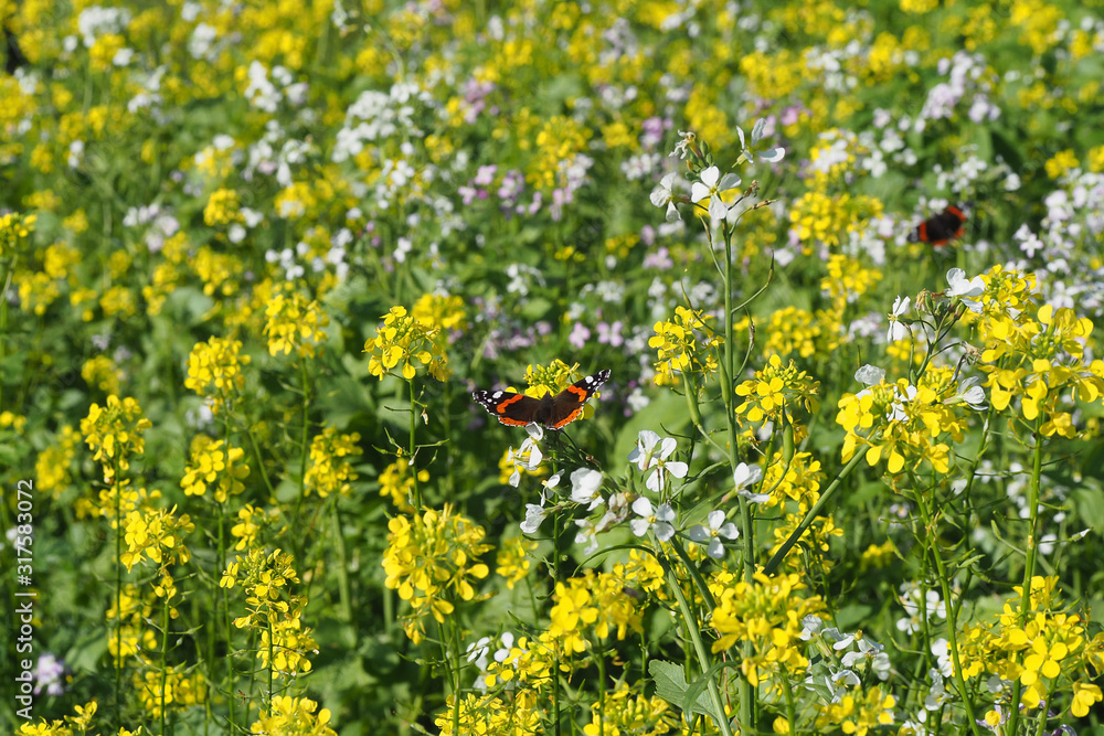 Fototapeta premium Ackersenf und Ölrettich