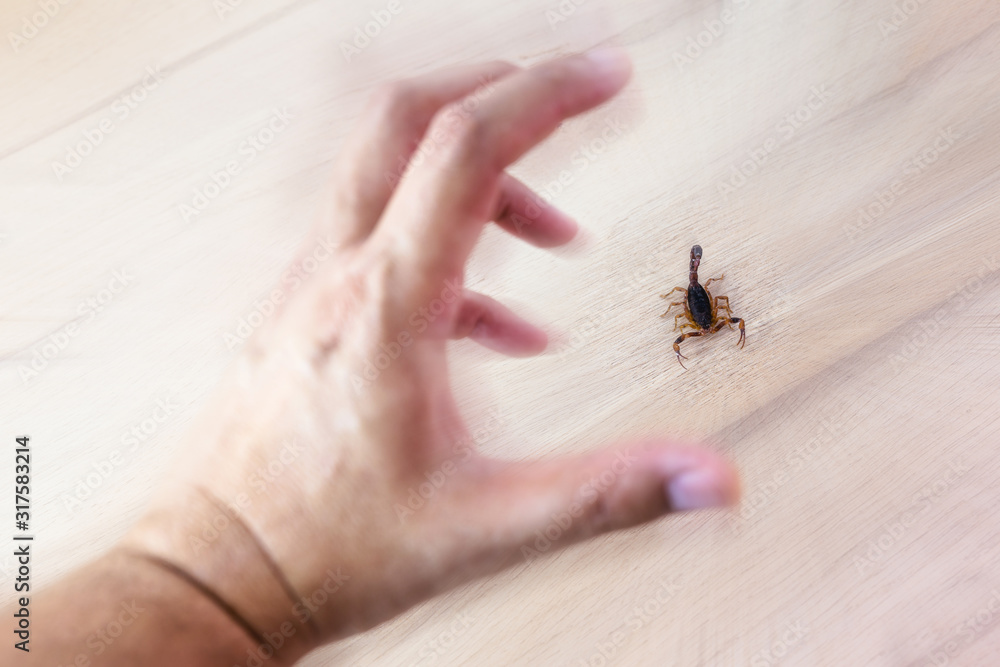 Obraz premium photo of a scorpion sting in a person's hand. Scorpion sting, danger scorpion poison.
