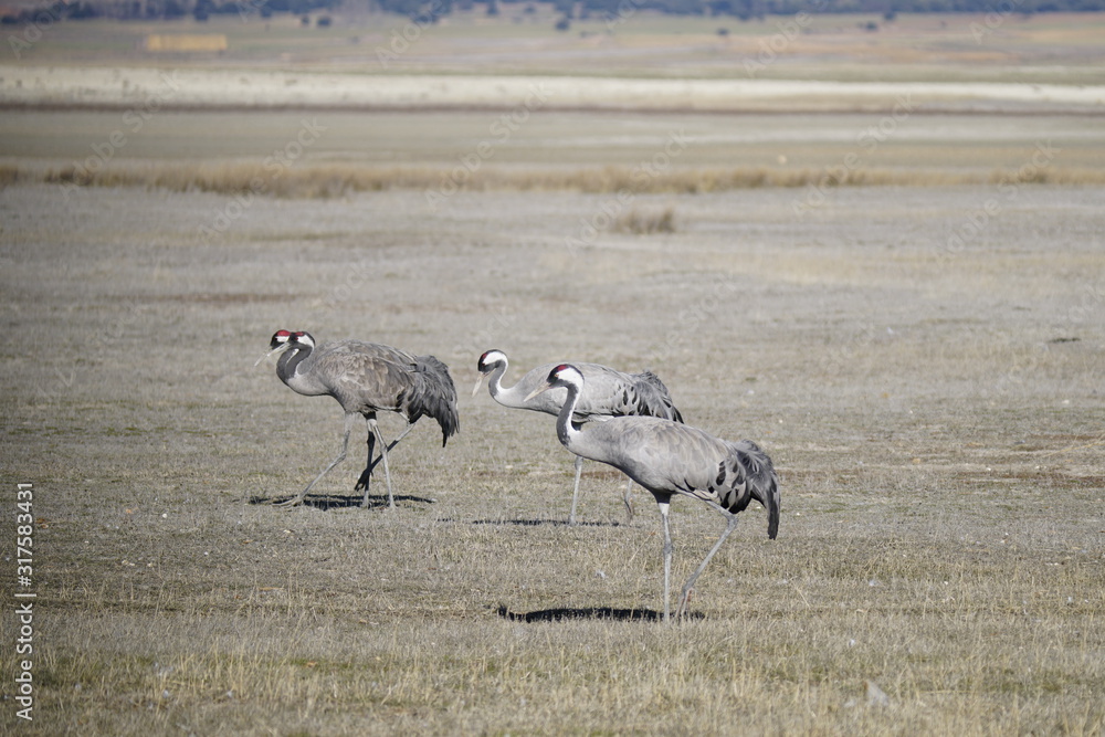 Fototapeta premium common crane