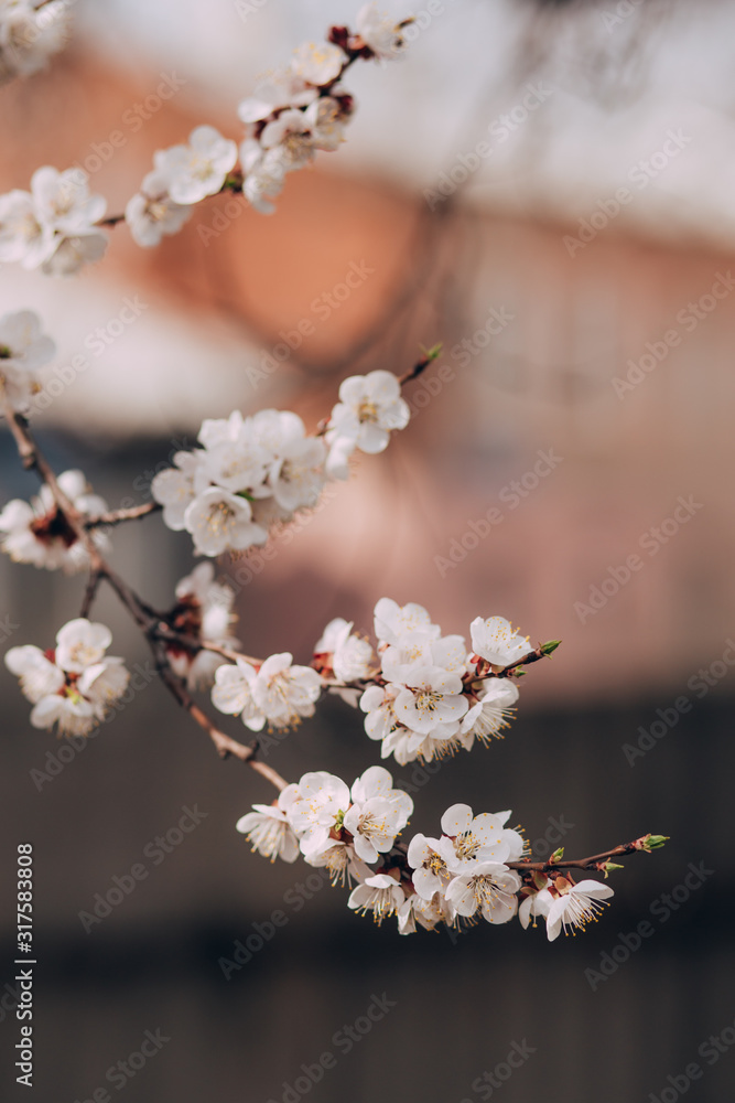 flowering apricot branch on a blurred background. Spring background. Blooming fruit tree. white apricot flowers. A branch with many buds outdoors. flowering apricot branch on a blurred background. Spring background. Blooming fruit tree. white apricot flowers. A branch with many buds outdoors.