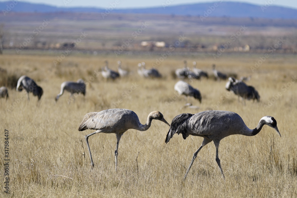 common crane common crane