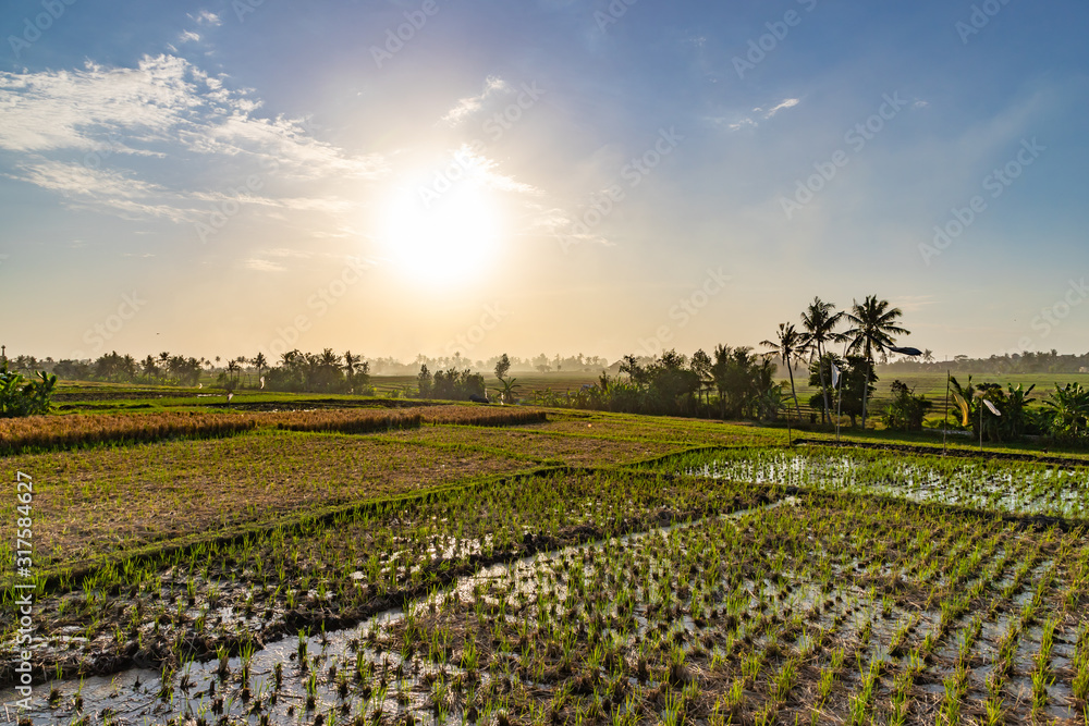 Rice fields and palms. Bali countryside. Indonesia