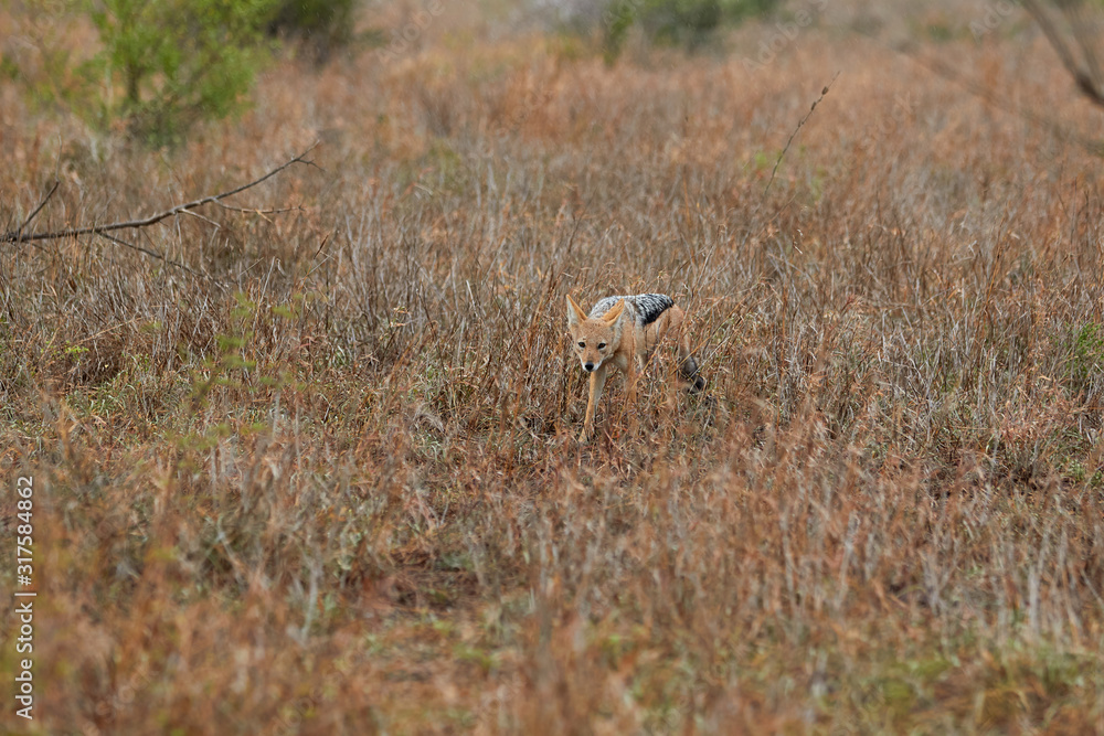 Black backed jackal standing in the grass