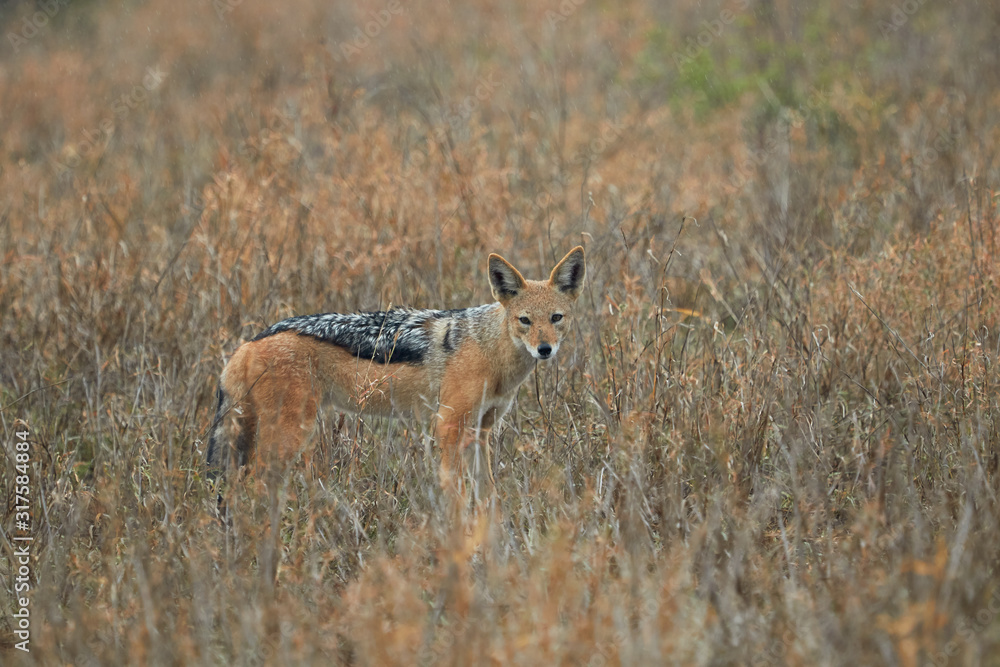 Black backed jackal standing in the grass Black backed jackal standing in the grass