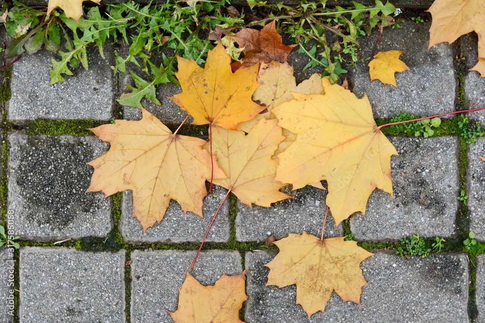 Autumn leaves on walkway. Fallen Autumn Leaves on the on the Sidewalk Paved with Gray Concrete Paving Stones and Grass Lawn Top View. Autumn Approach, Season Change Concept Autumn leaves on walkway. Fallen Autumn Leaves on the on the Sidewalk Paved with Gray Concrete Paving Stones and Grass Lawn Top View. Autumn Approach, Season Change Concept