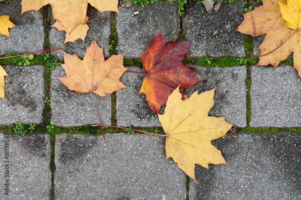 Autumn leaves on walkway. Fallen Autumn Leaves on the on the Sidewalk Paved with Gray Concrete Paving Stones and Grass Lawn Top View. Autumn Approach, Season Change Concept Autumn leaves on walkway. Fallen Autumn Leaves on the on the Sidewalk Paved with Gray Concrete Paving Stones and Grass Lawn Top View. Autumn Approach, Season Change Concept