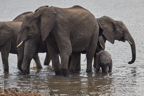 Herd of African Elephants drinking © Lennjo
