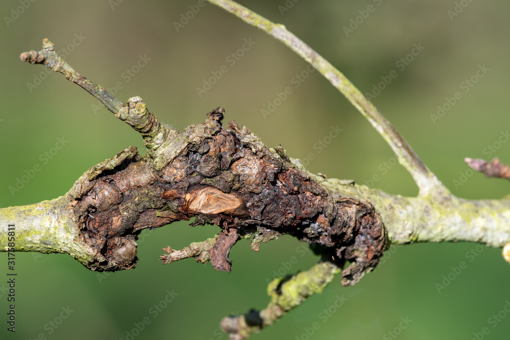 Ταπετσαρία Close up of canker on an apple tree