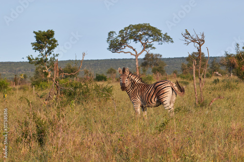 Plain zebra in the savannah