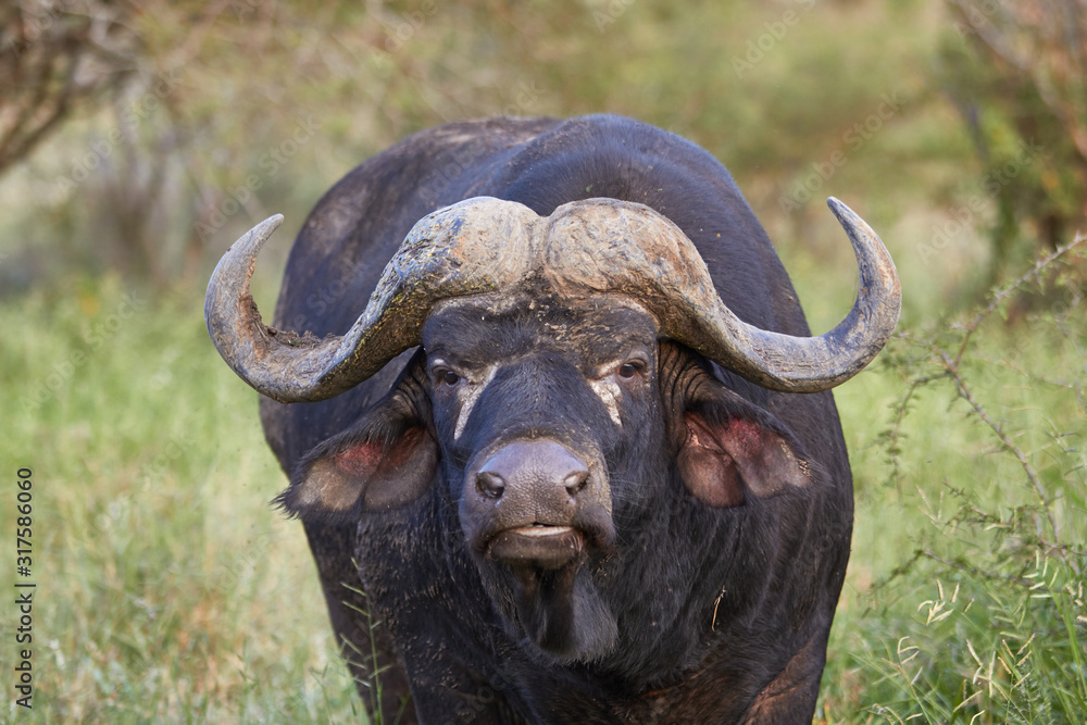 Naklejka premium Close up of a cape buffalo