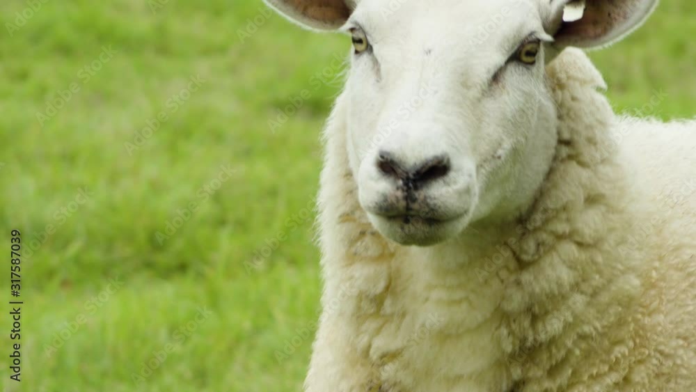 A sheep walks towards the camera and looks straight inside it. A sheep walks towards the camera and looks straight inside it.
