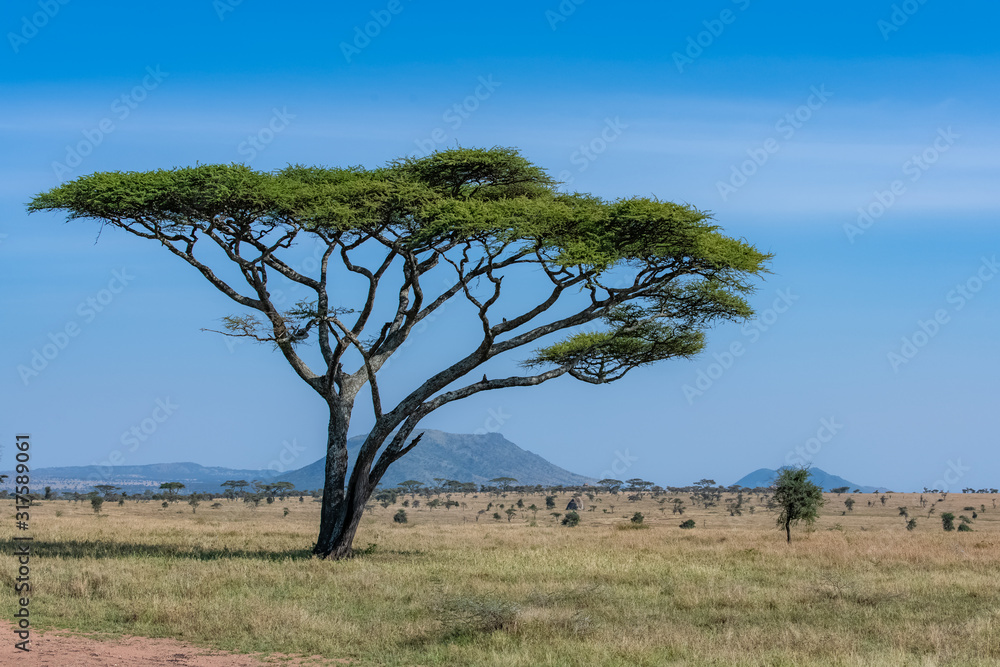 The Serengeti plains, panorama of the savannah with a typical big acacia tree