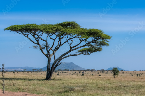 The Serengeti plains, panorama of the savannah with a typical big acacia tree photo
