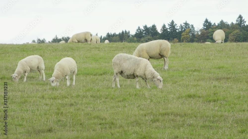 Sheep walk around in a green field and eat, forest in the background. Sheep walk around in a green field and eat, forest in the background.